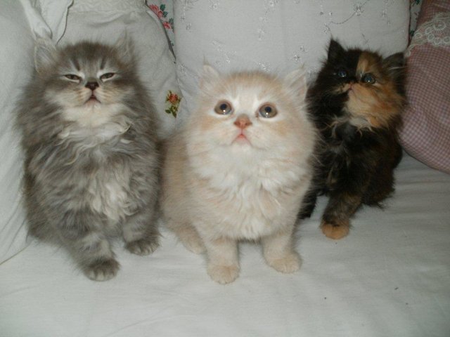 ... vielleicht gibt es gleich ein Katzenkonzert? ... | Foto: oh
