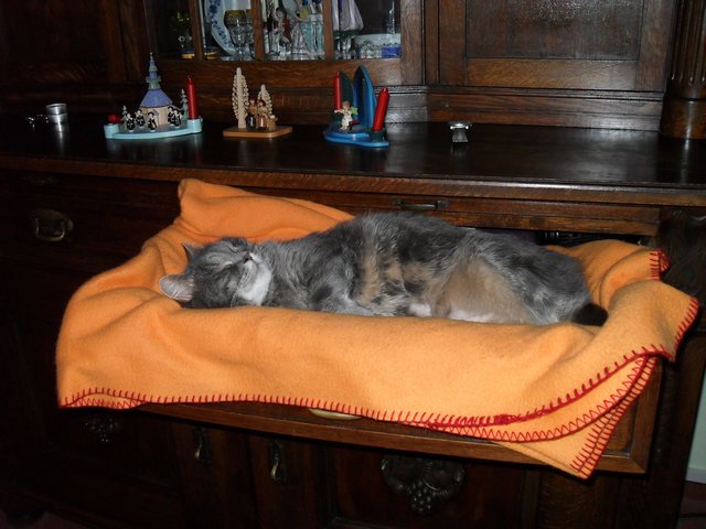 Steffi Müllers Katze Lea liebt Schubladen .... | Foto: oh