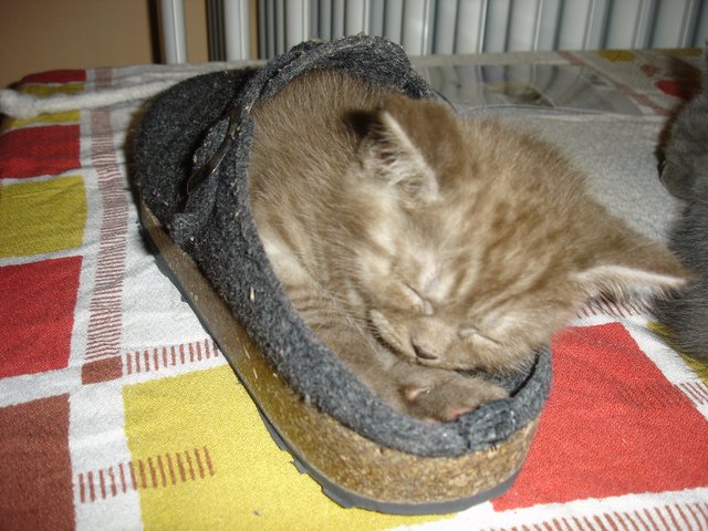 ... ein Pantoffel ist doch das schönste Bett der Welt... | Foto: oh