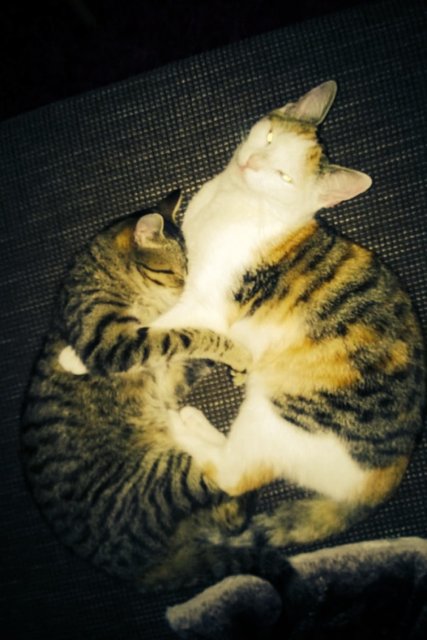 Tofee und Diva beim Kuscheln. | Foto: oh