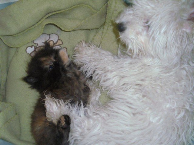 .... wie Hund und Katze .... | Foto: oh
