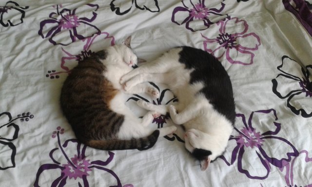 Samira (l.) und Filou in perfekter "Yin- und Yang-Kombination". Da ist Wohlfühlen garantiert. | Foto: oh