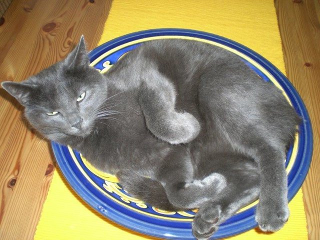 Toller Schnappschuss von Grit Braun. Trotzdem: Kater Willy wird nicht als kulinarisches Schmankerl serviert. | Foto: oh