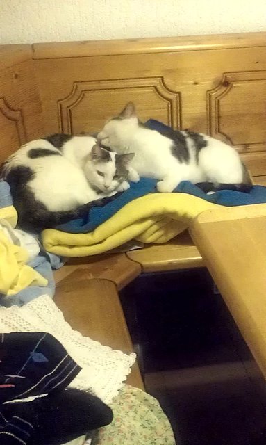 Ein Herz und eine Seele. Dieses schöne Katzenfoto hat Martha Dorr eingesendet | Foto: oh