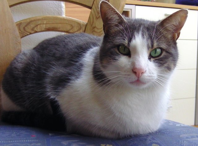 Anne Greil hat uns dieses schönes Katzenfoto geschickt... | Foto: oh
