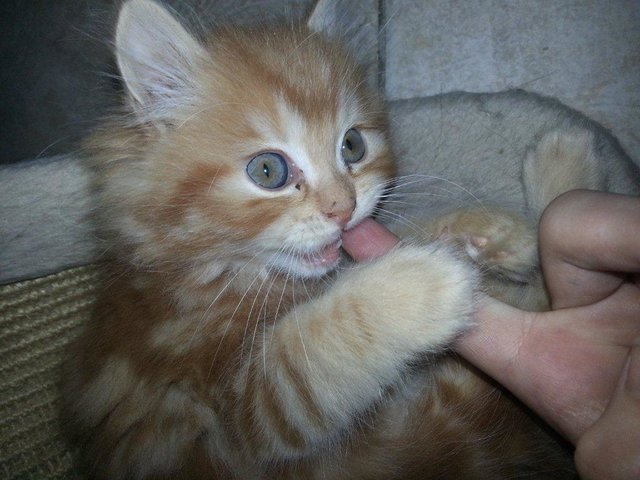 Eine ganze Serie schöner Bilder von ihren Katzen hat Christine Miehling eingeschickt. Die Reaktion hat vier ausgesucht... | Foto: oh