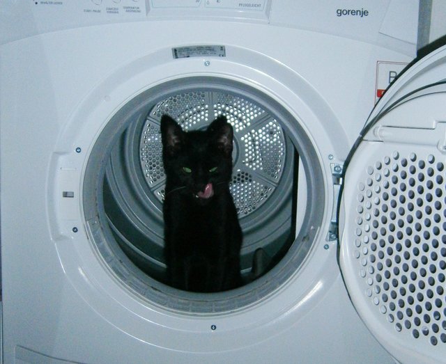 Einmal waschen bitte, aber im Schongang | Foto: oh