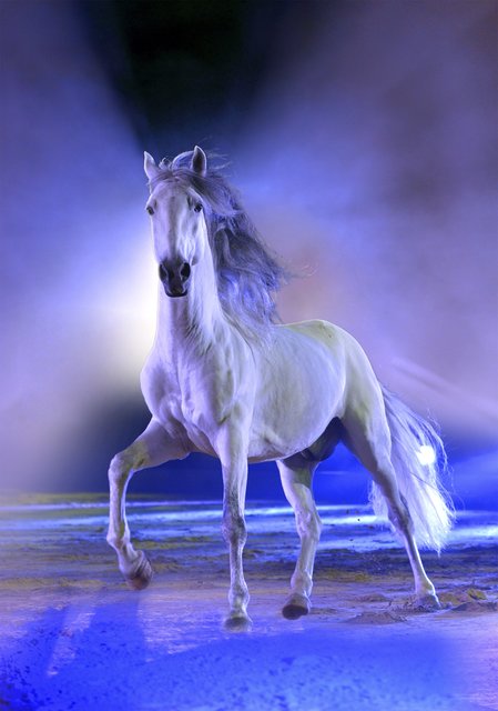 Apassionata: ,,Die goldene Spur". Pferdefreiheit. | Foto: Apassionata