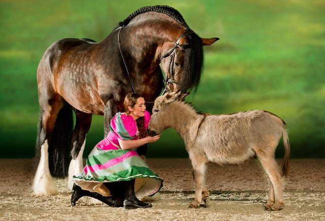 Apassionata: ,,Die goldene Spur". Comedy mit Shire Horse und Miniesel. | Foto: Apassionata