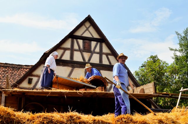Ernte wie früher im Freilandmuseum Bad Windsheim. | Foto: Nicole Fuchsbauer