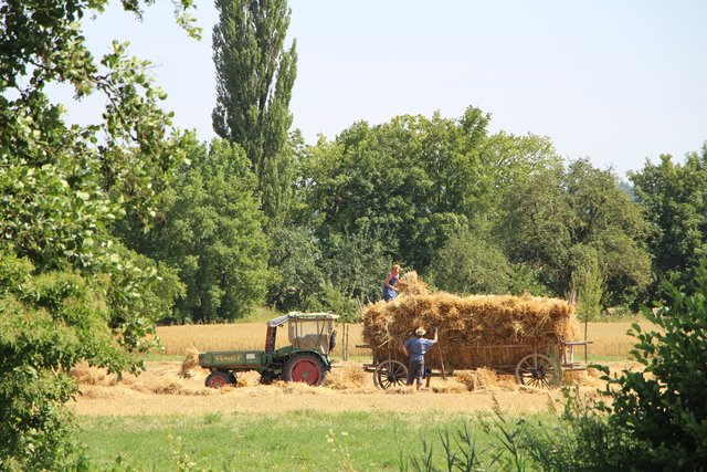 Erntezeit im Freilandmuseum Bad Windsheim. | Foto: Archiv FFM