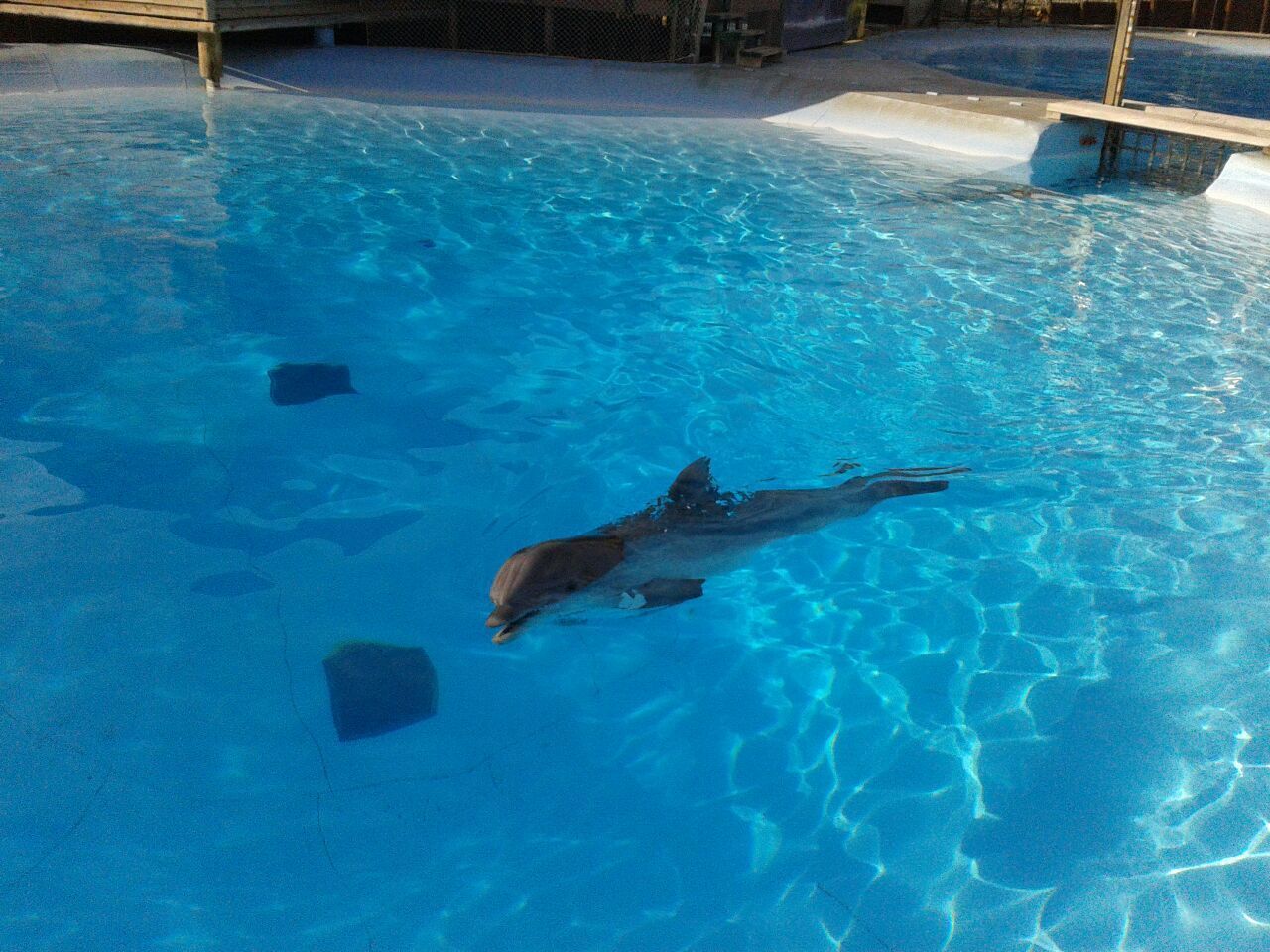 Delfin Rocco in Malaga.
