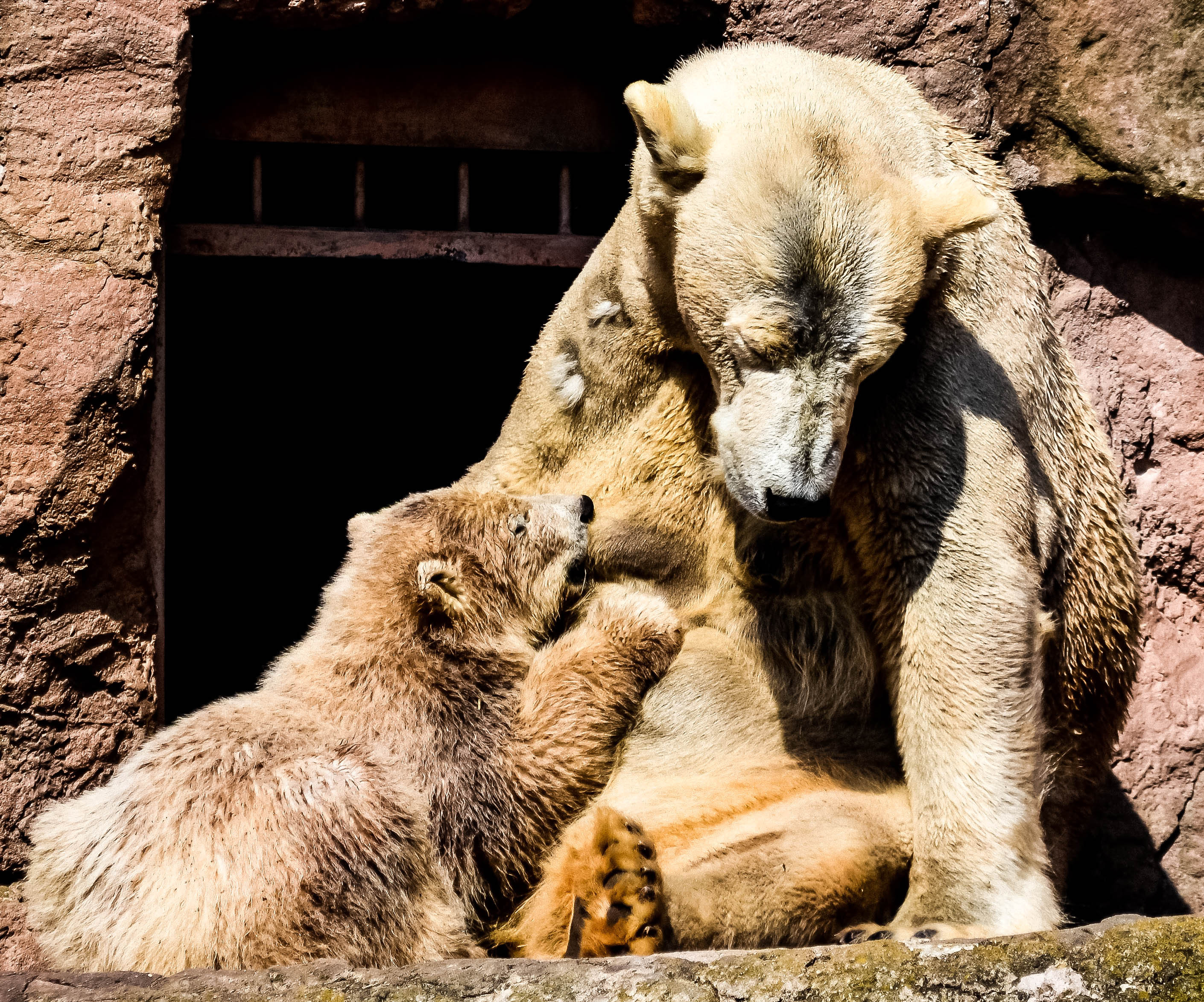 Tiergarten Nürnberg: Flockes Schwester Charlotte trinkt genüßlich bei Mama Vera.