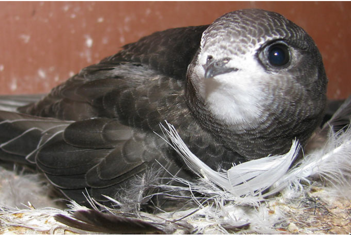 Ein Mauersegler im Nest. Am Unschlitthaus in Nürnberg werden nach der Dachsanierung Nistkästen angebracht, damit die gefährdeten Zugvögel hier ein dauerhaftes Zuhause finden. Weitere Infos hier auf dieser Seite oder auf www.nabu.de