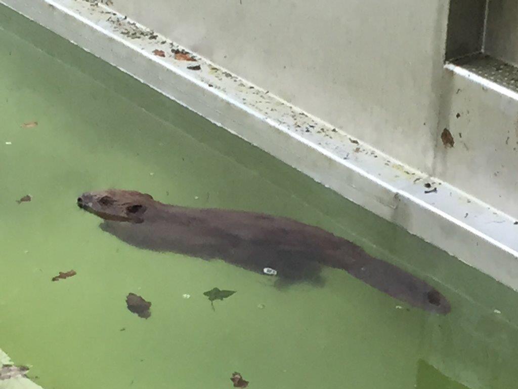 Frühschwimmer im Naturgartenbad. Dem Biber ist nichts passiert - er konnte wieder in die Pegnitz entlassen werden.