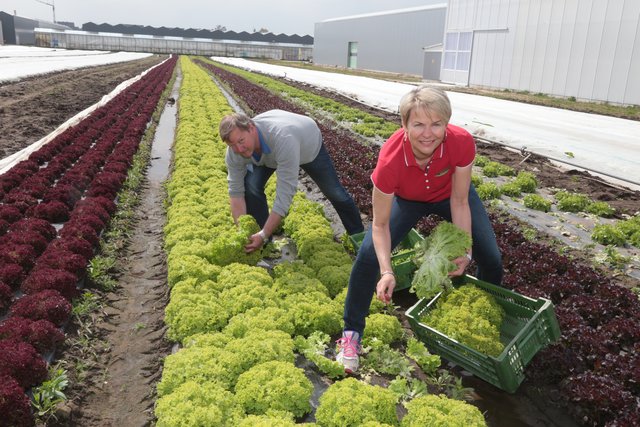 Regionales Gemüse ganz frisch auf den Tisch. Informationen über die Methoden des modernen Gemüseanbaus informiert der Tag der offenen Tür im Knoblauchsland am 3. Mai 2015. | Foto: bayernpress