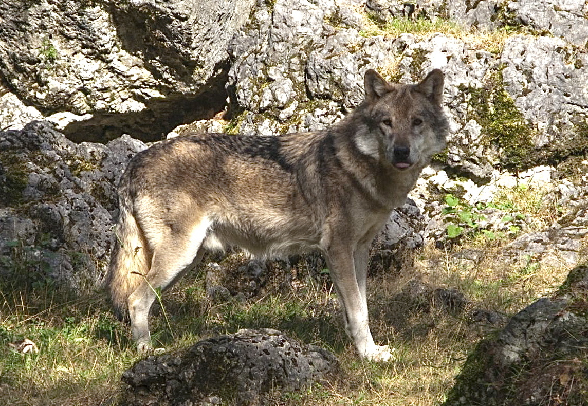 Majestätisch-charismatischer Isegrim: ein Wolf im Wildpark Hundshaupten. Foto: Martin Rosenbauer
