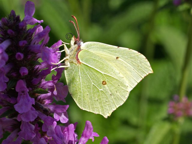 Auch die Welt der Insekten wird am Tag des Botanischen Gartens thematisiert. Foto: © paulos1 - Fotolia