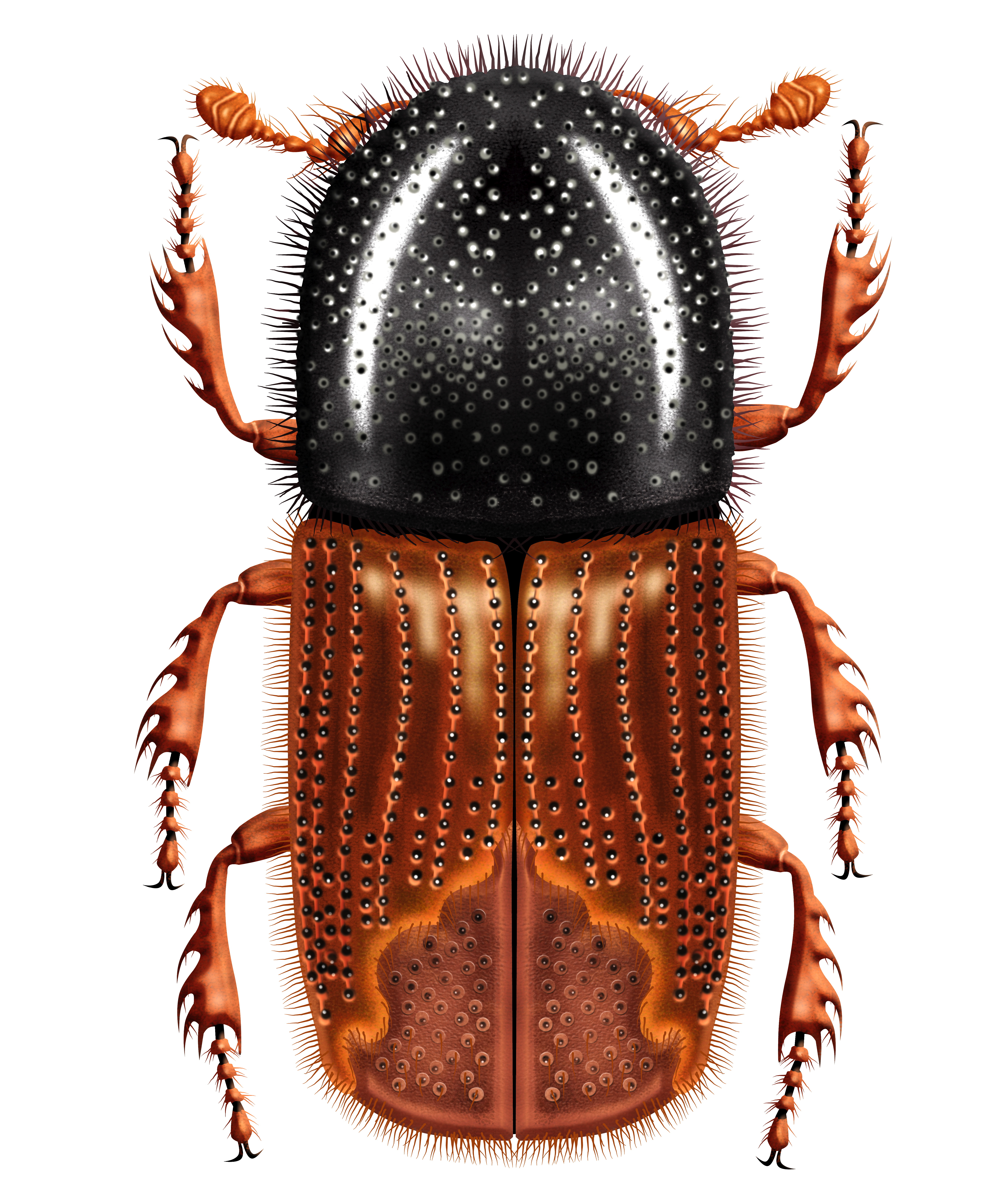 Gefräßiger, kleiner Kerl mit großer (Schad-)Wirkung: der Borkenkäfer. Bild: © pepik44 - fotolia