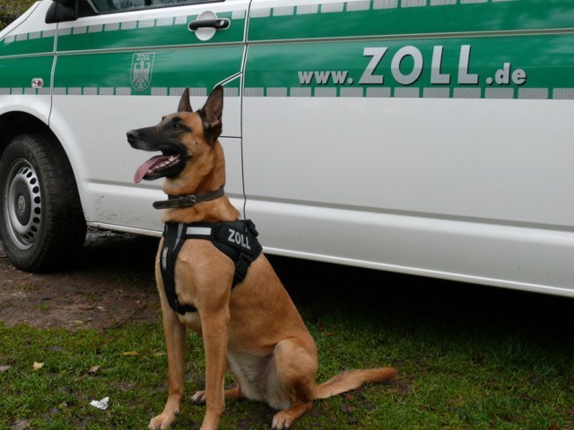 Zollhund Xena.