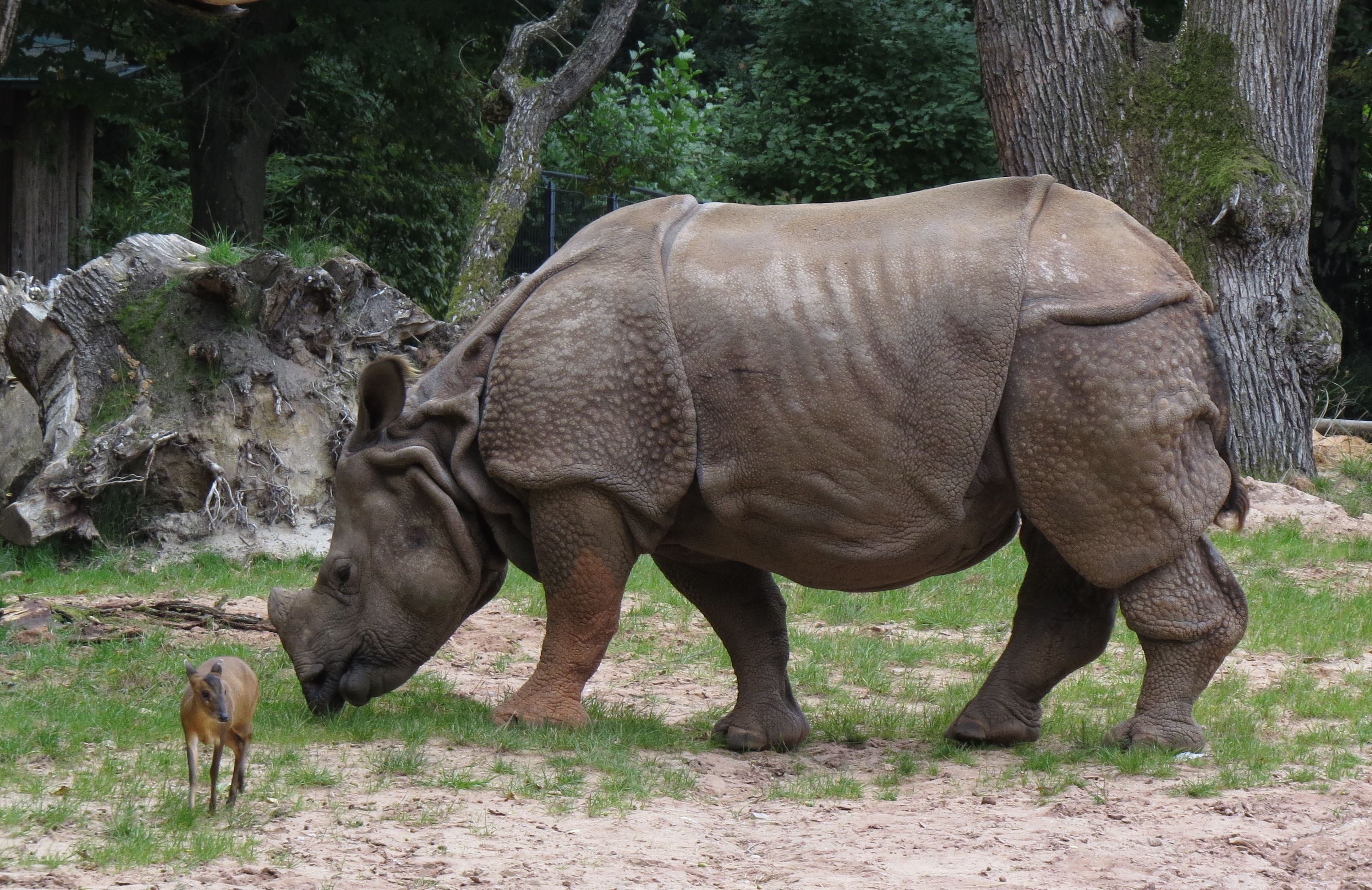 Das winzige Wesen neben dem Nashorn ist ein Chinesischer Muntjak.