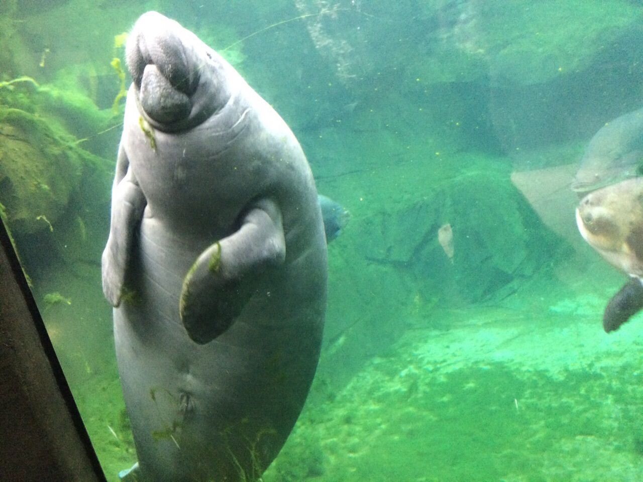 Herbert in seinem neuen Domizil im Zoo in Paris. Der Transport des 430-Kilogramm schweren Tiers verlief problemlos.