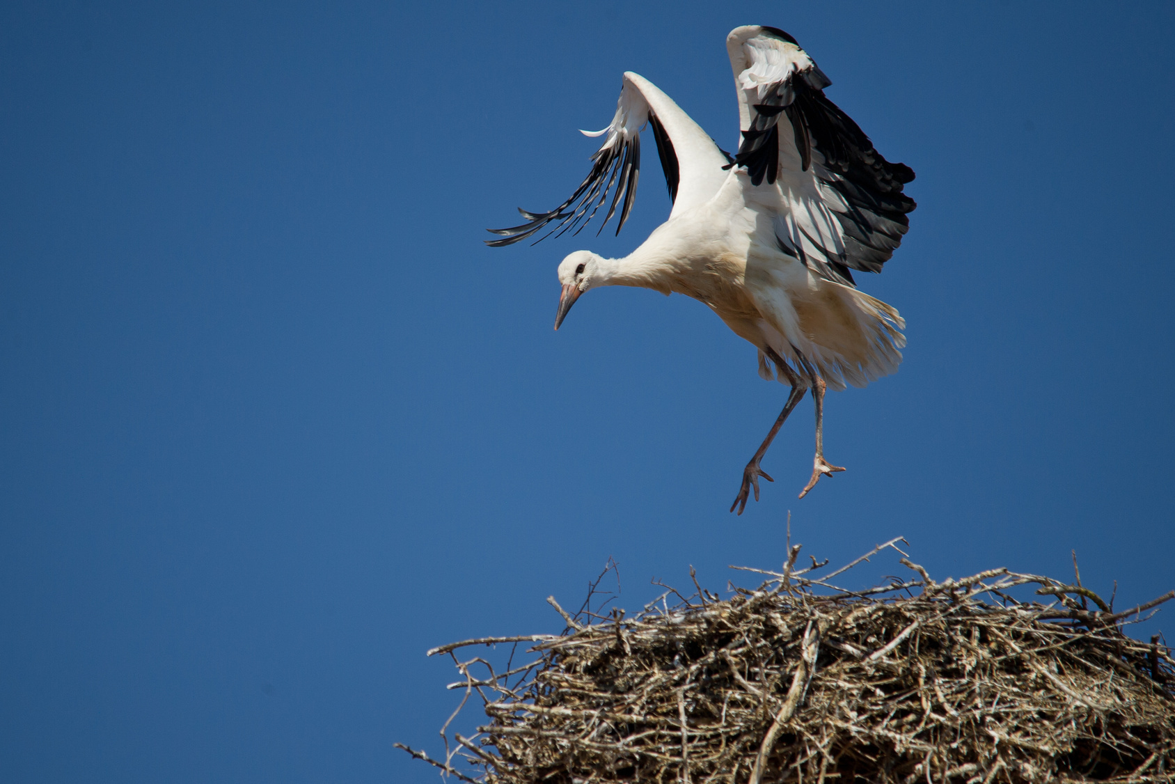 Aktuell können viele Jungstörche bei ihren ersten Flugversuchen beobachtet werden.
