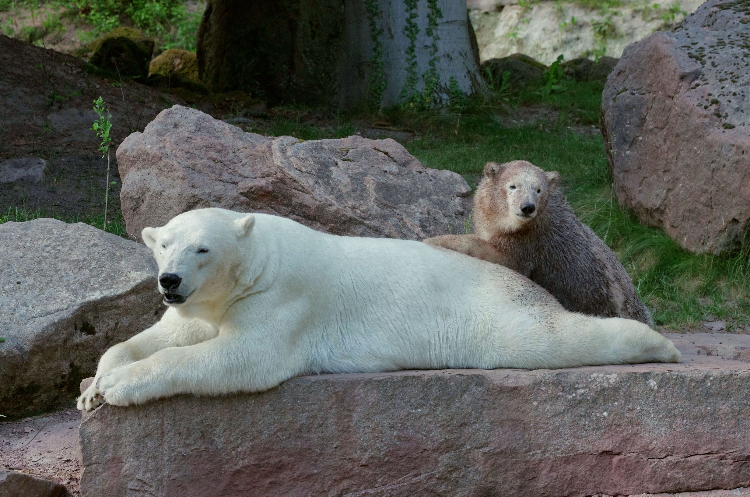 Eisbärin Vera und ihr Nachwuchs Charlotte sonnen sich im Eisbärengehege im Tiergarten der Stadt Nürnberg.