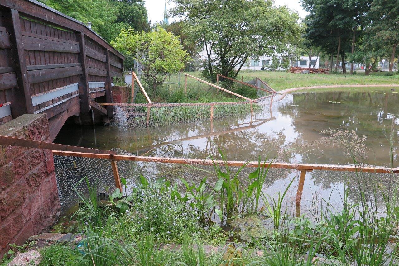 Die neuen Pflanzenschutz-Zäune am Nürnberger Stadtparkweiher sorgen dafür, dass die jungen Ufer- und Wasserpflanzen nicht von hungrigen Enten und Blesshühnern gefressen werden.