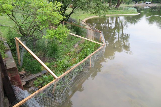 Die neuen Pflanzenschutz-Zäune am Nürnberger Stadtparkweiher sorgen dafür, dass die jungen Ufer- und Wasserpflanzen nicht von hungrigen Enten und Blesshühnern gefressen werden.