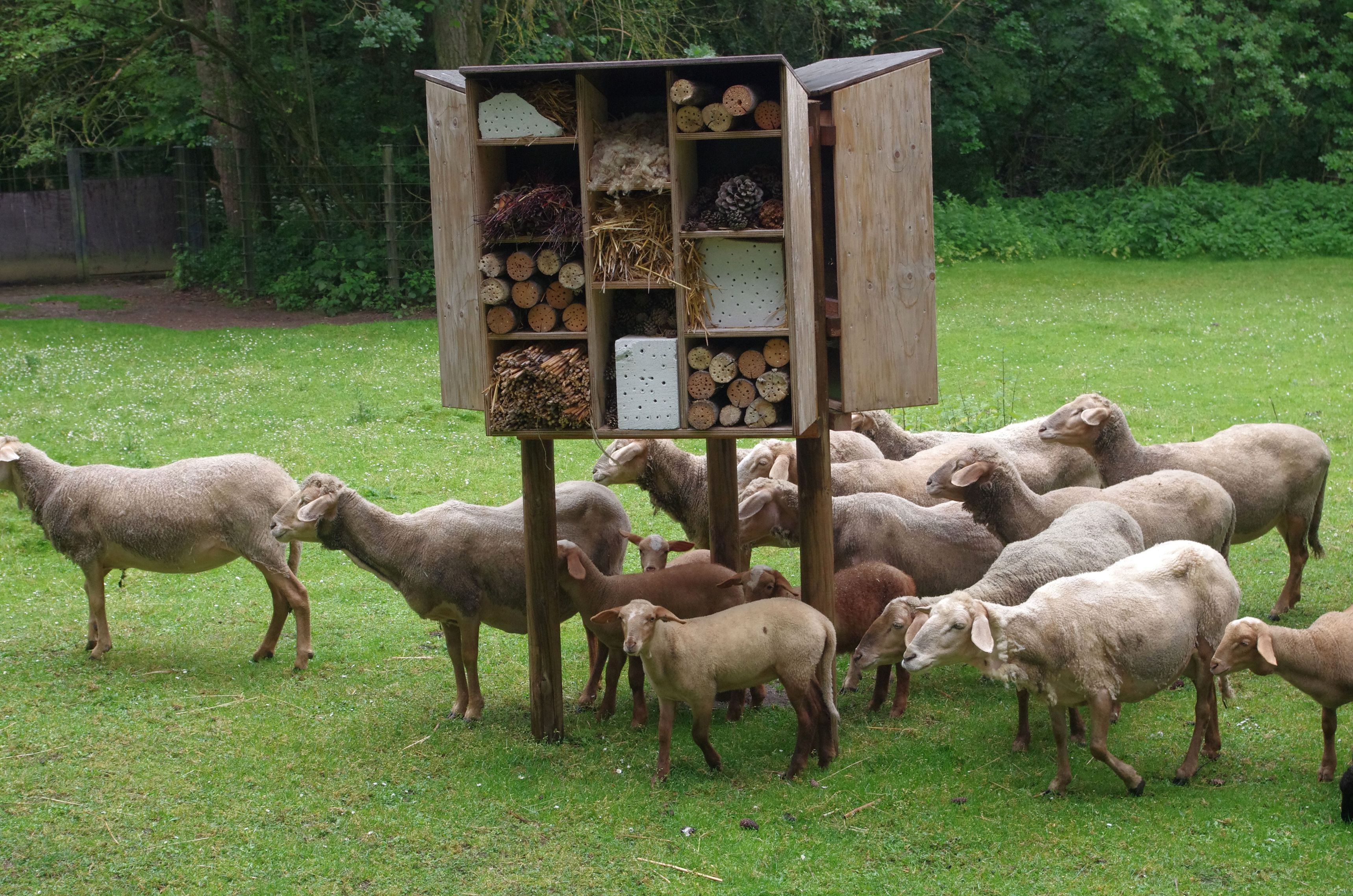 Rotkopfschaf Rosi im Kreise seiner Artgenossen im Gehege im Tiergarten der Stadt Nürnberg.