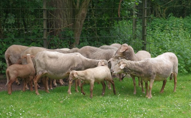 Rotkopfschaf Rosi im Kreise seiner Artgenossen im Gehege im Tiergarten der Stadt Nürnberg. Nach mehrwöchiger Quarantäne ist das Tier, das Mitte Mai ,,gestohlen" worden war, wieder bei seiner Herde.
Tiergarten/Stadt Nürnberg.