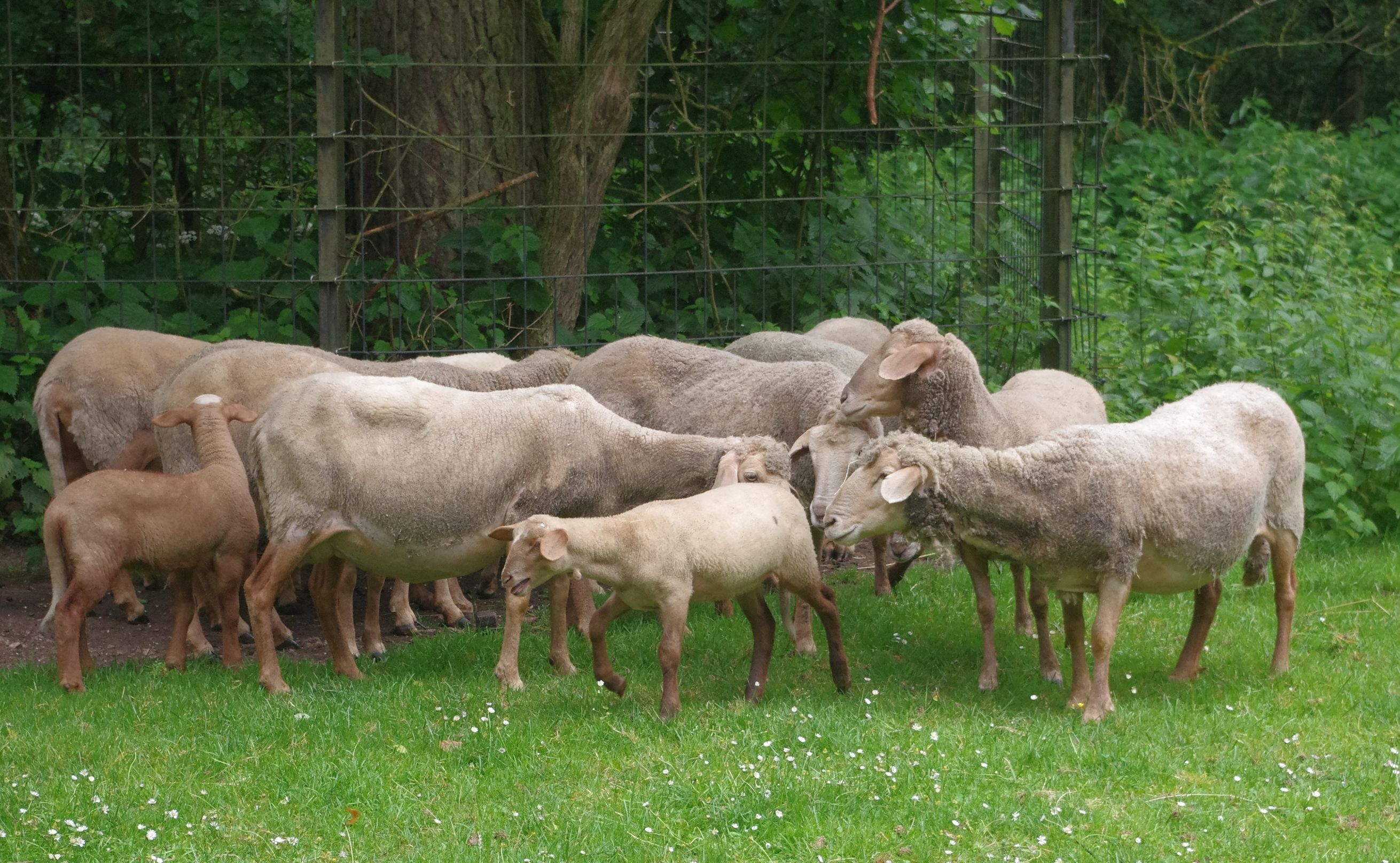 Rotkopfschaf Rosi im Kreise seiner Artgenossen im Gehege im Tiergarten der Stadt Nürnberg. Nach mehrwöchiger Quarantäne ist das Tier, das Mitte Mai ,,gestohlen" worden war, wieder bei seiner Herde.
Tiergarten/Stadt Nürnberg.