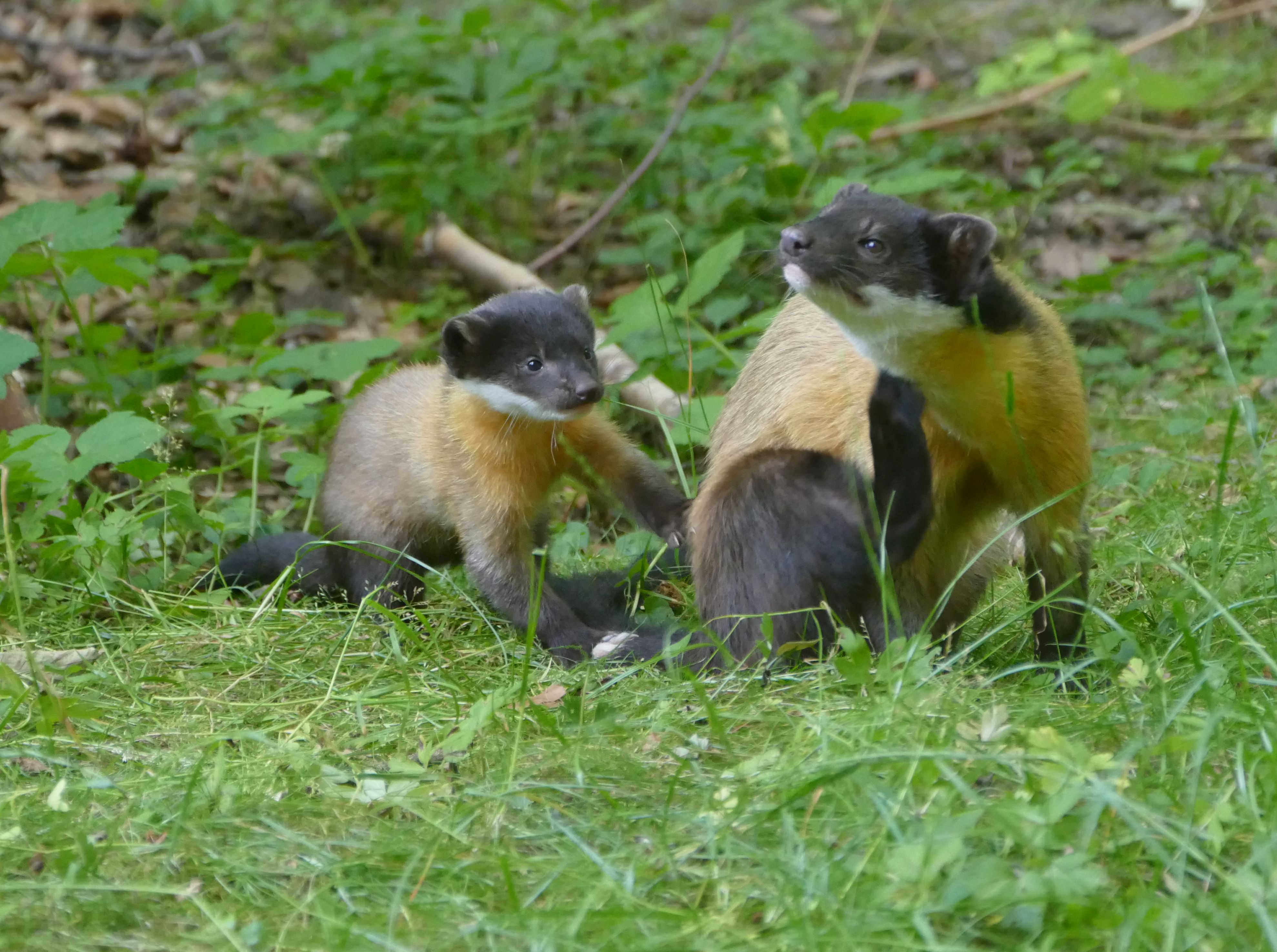 Ein Teil der Buntmarder-Familie im Tiergarten der Stadt Nürnberg. Drei Monate nach seiner Geburt ist das Jungtier nunmehr im Freigehege zu sehen.