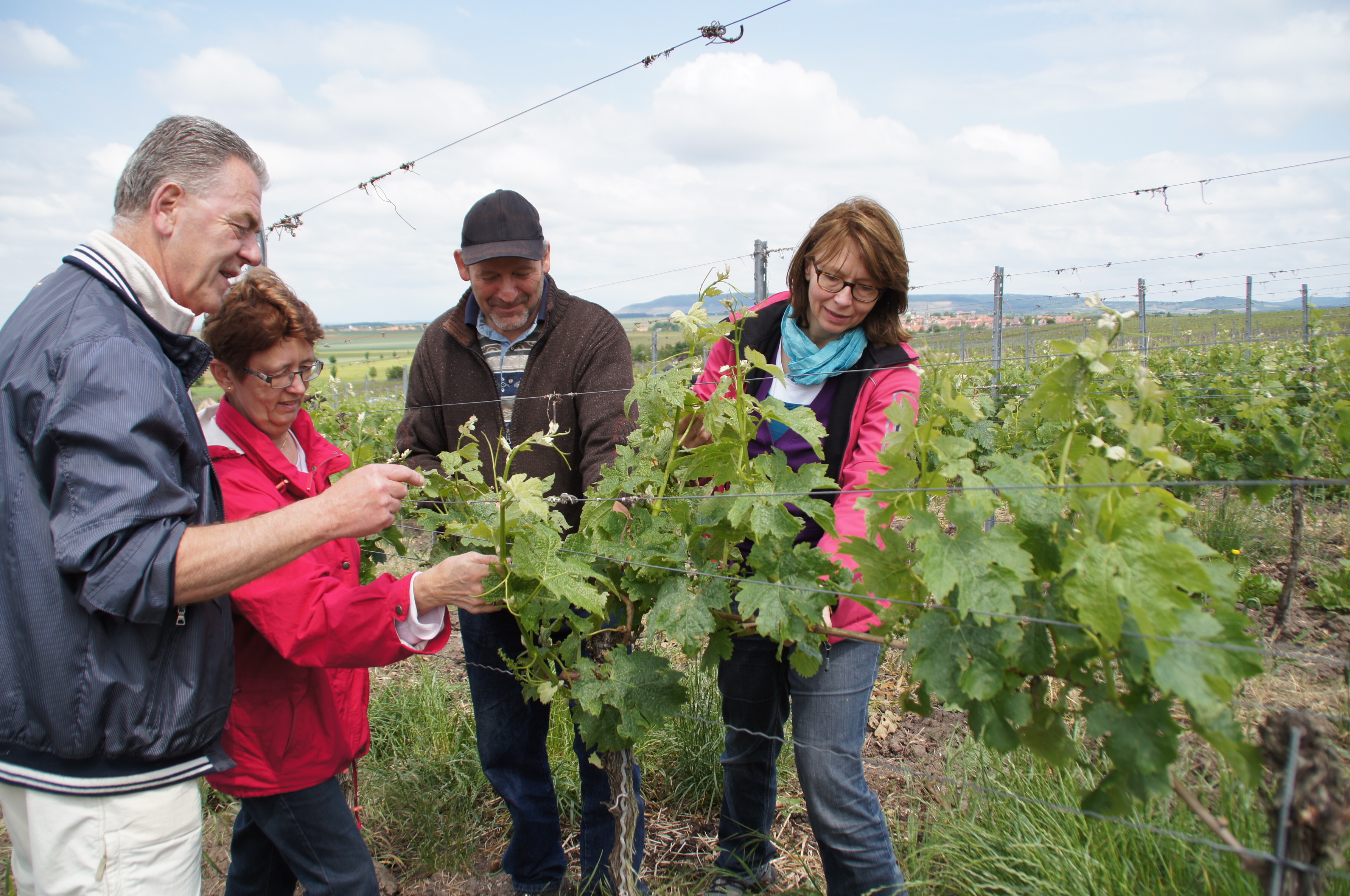 Erlebnis Weinberg: Stockpflege.