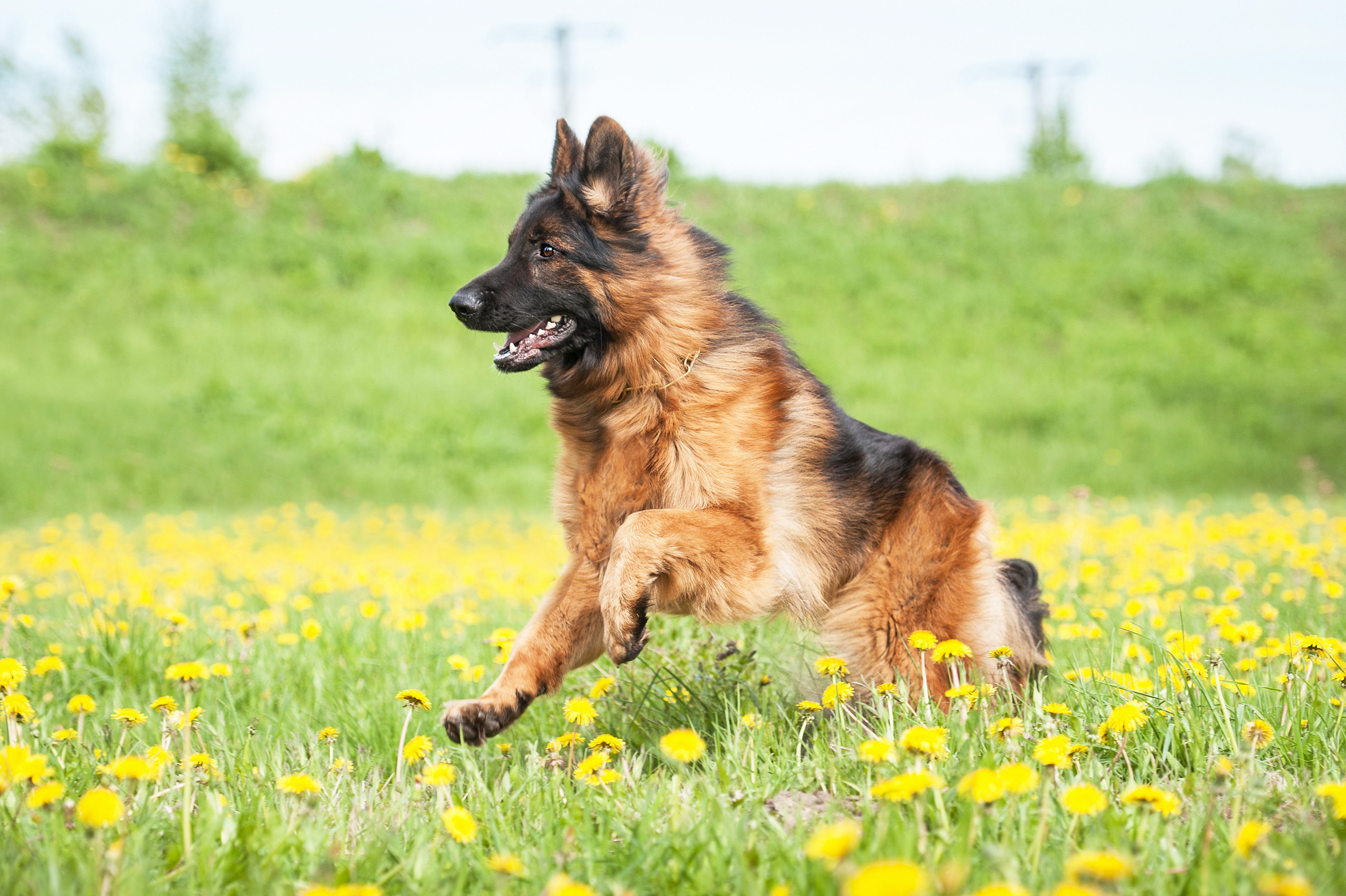 So gerne auch die meisten Hunde in einer Sommerwiese tollen: Pollen können ihnen große Probleme bereiten.