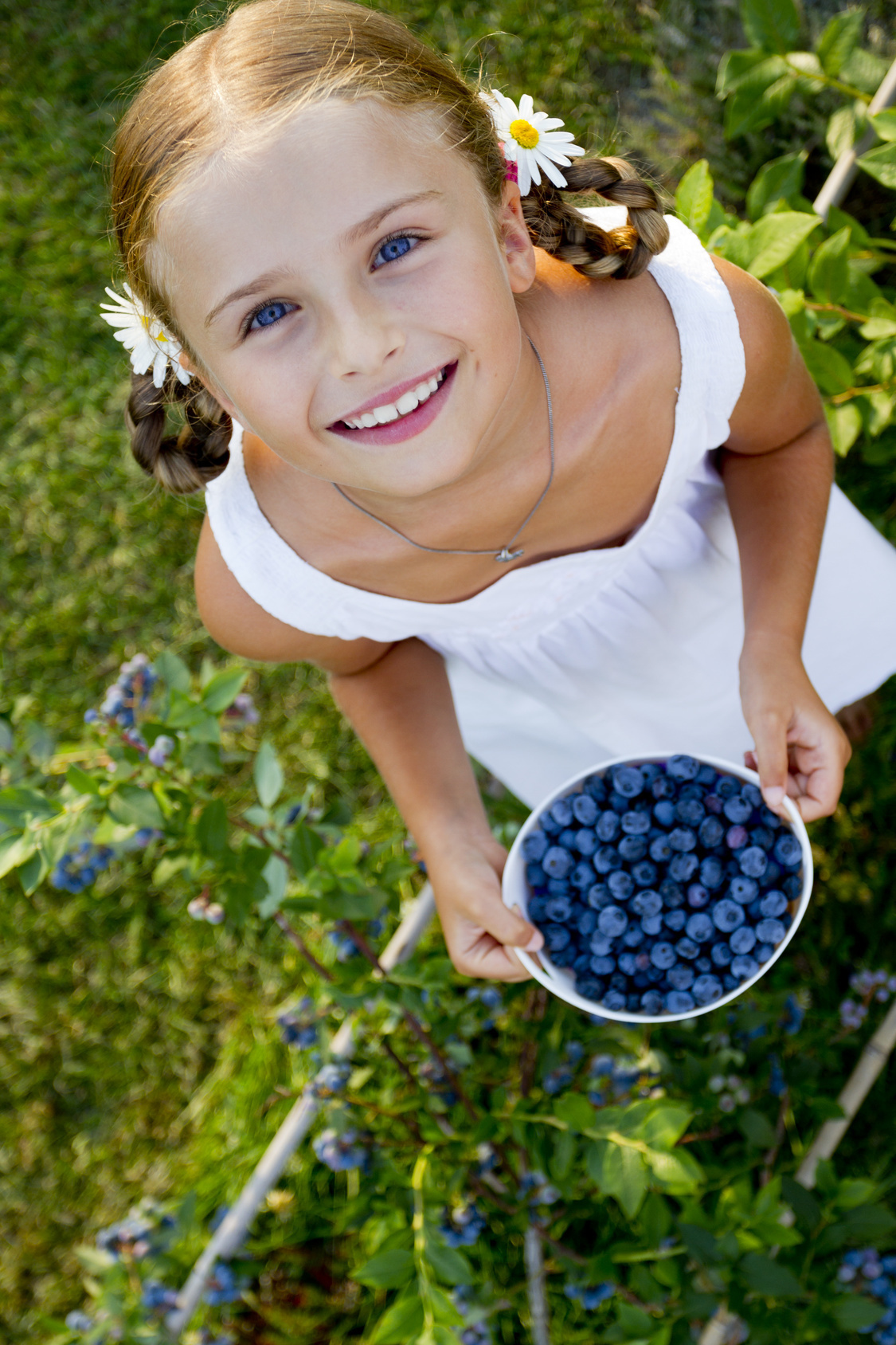 Im Beerenland kann man jetzt Heidelbeeren selber pflücken.