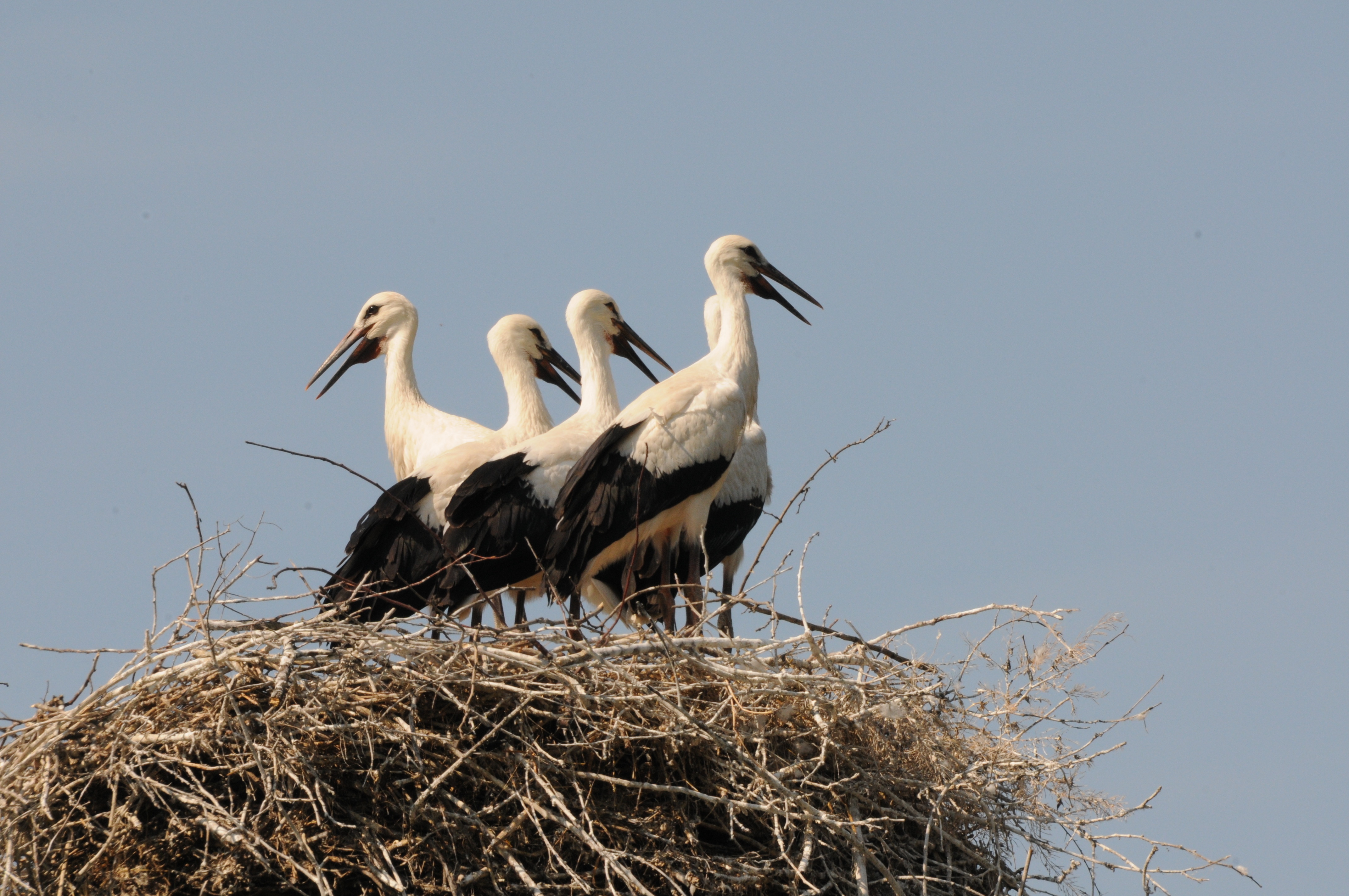 In Bayerns Storchennester ging es ziemlich eng zu in diesem Jahr. Gleich fünf junge Weißstörche teilen sich hier ein Nest.