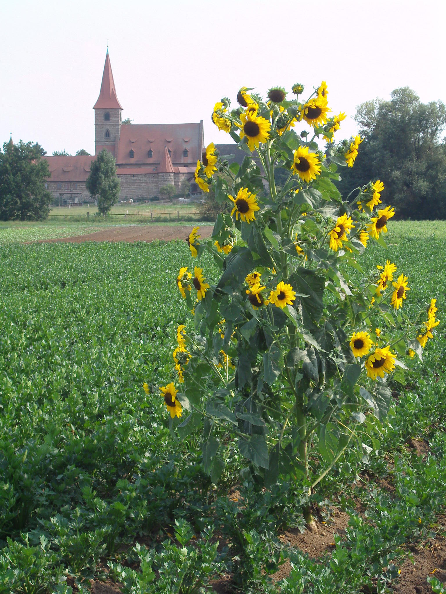 Blick nach Kraftshof