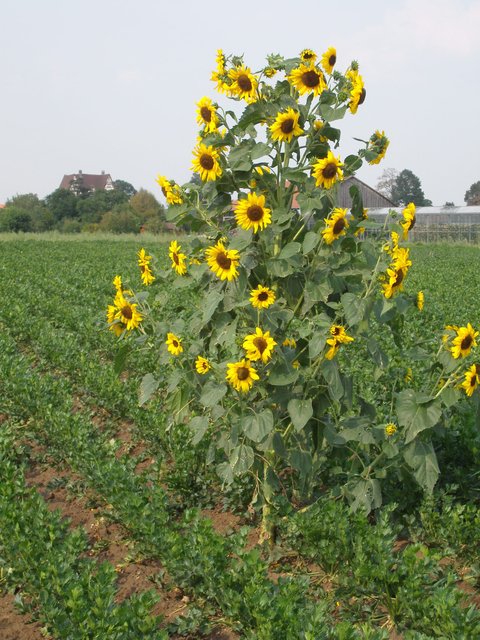 Blick nach Neunhof