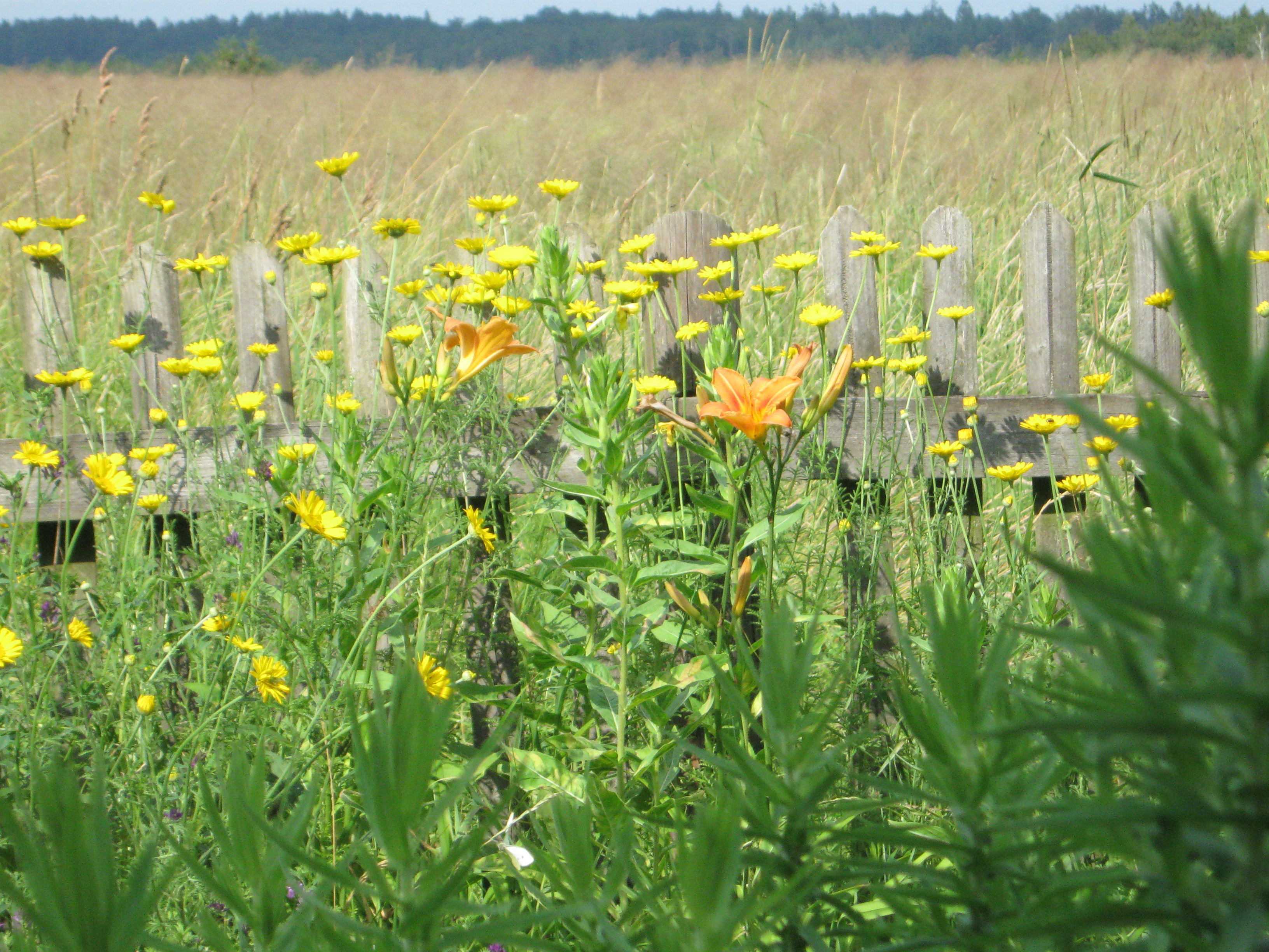 Sommerliche Impressionen – Färberkamille und Taglilie vor Getreidefeld