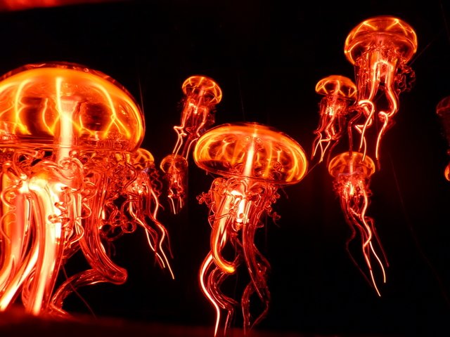 feurige Feuerquallen ganz aus Glas, hinter Glas...