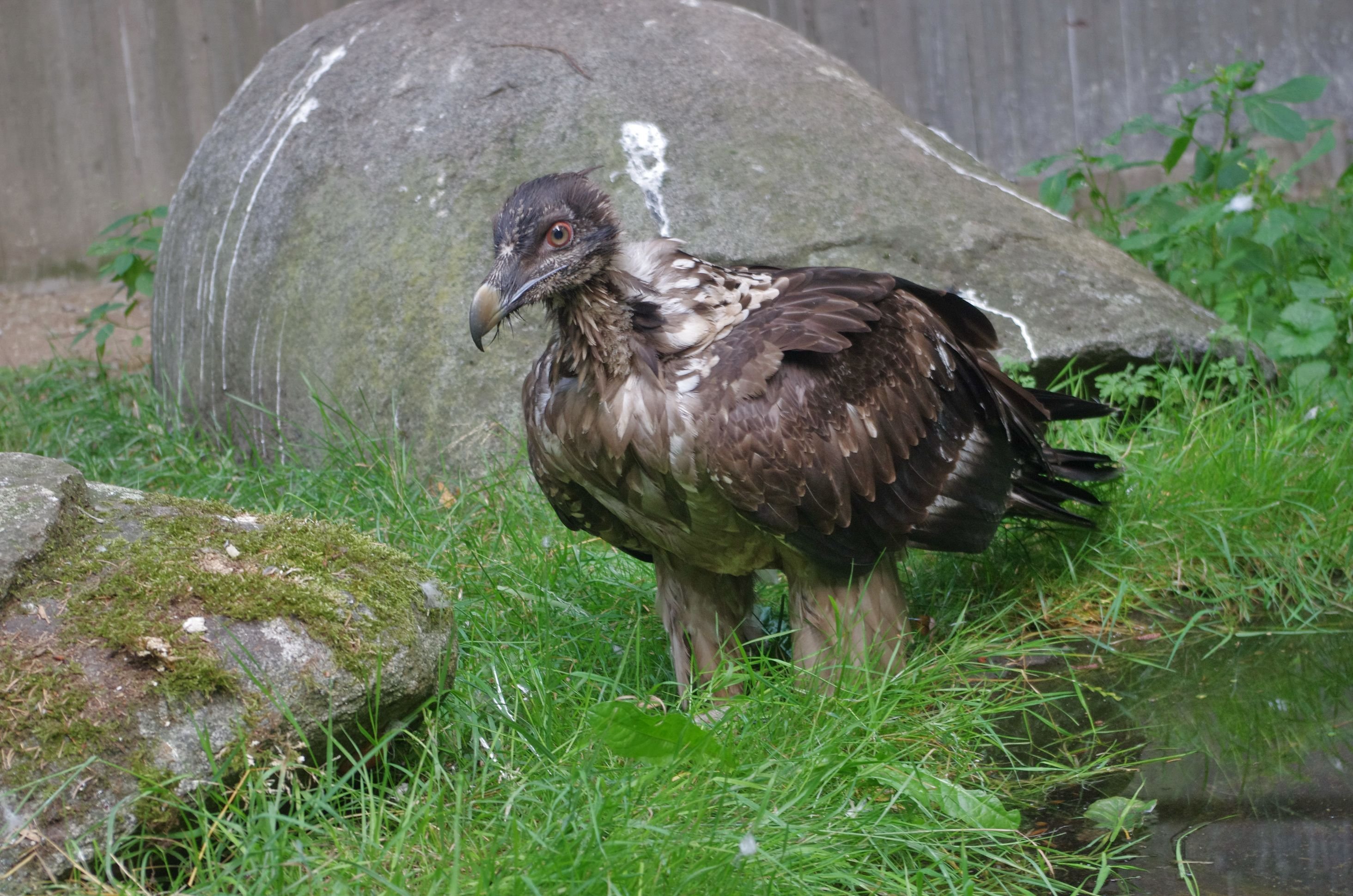 Die Auszucht von Bartgeiern im Nürnberger Tiergarten dient dem Arterhalt dieser bis vor wenigen Jahrzehnten nahezu ausgerotteten Vogelart.