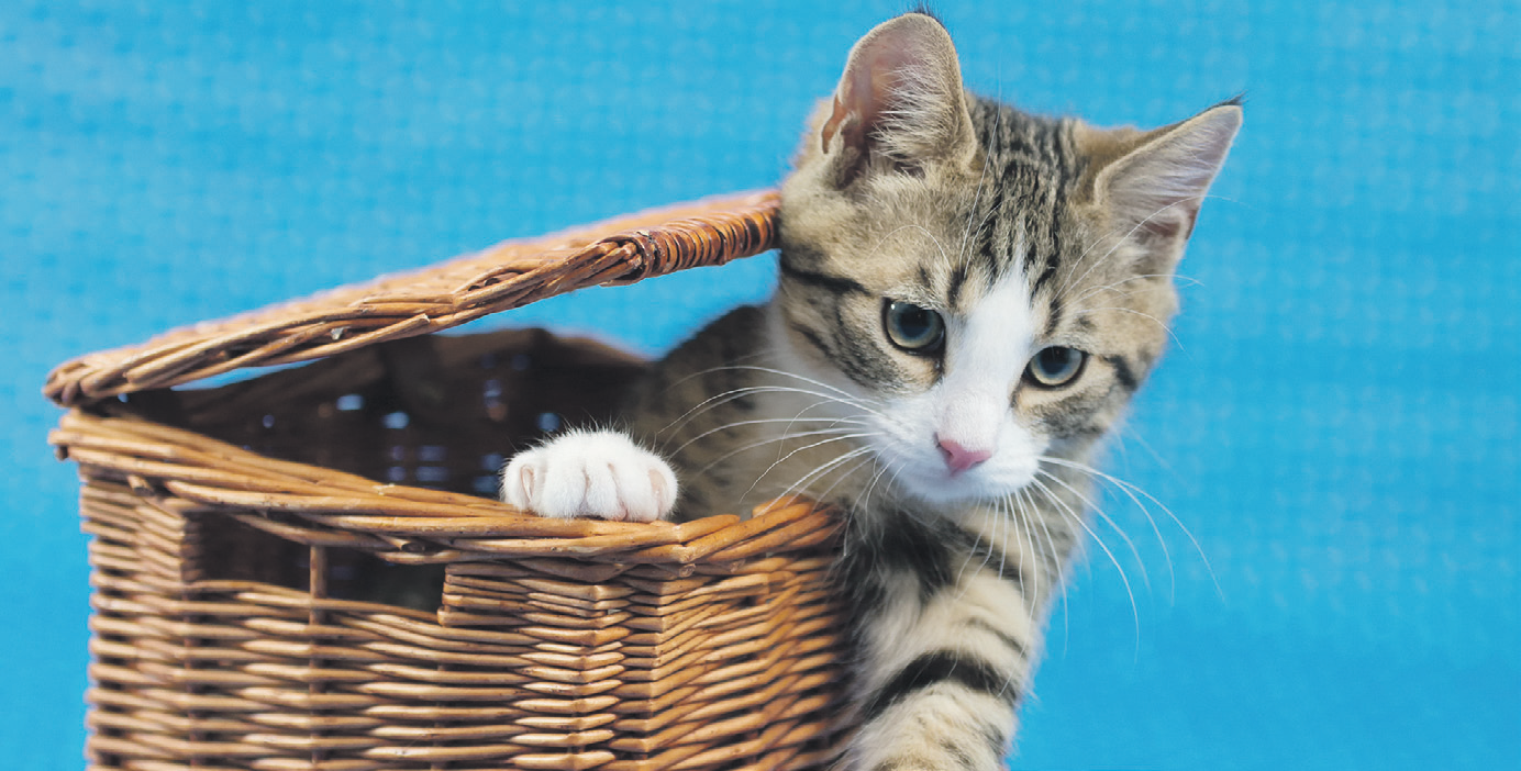 Ein Korb ist ein beliebtes Versteck für Katzenbabys.