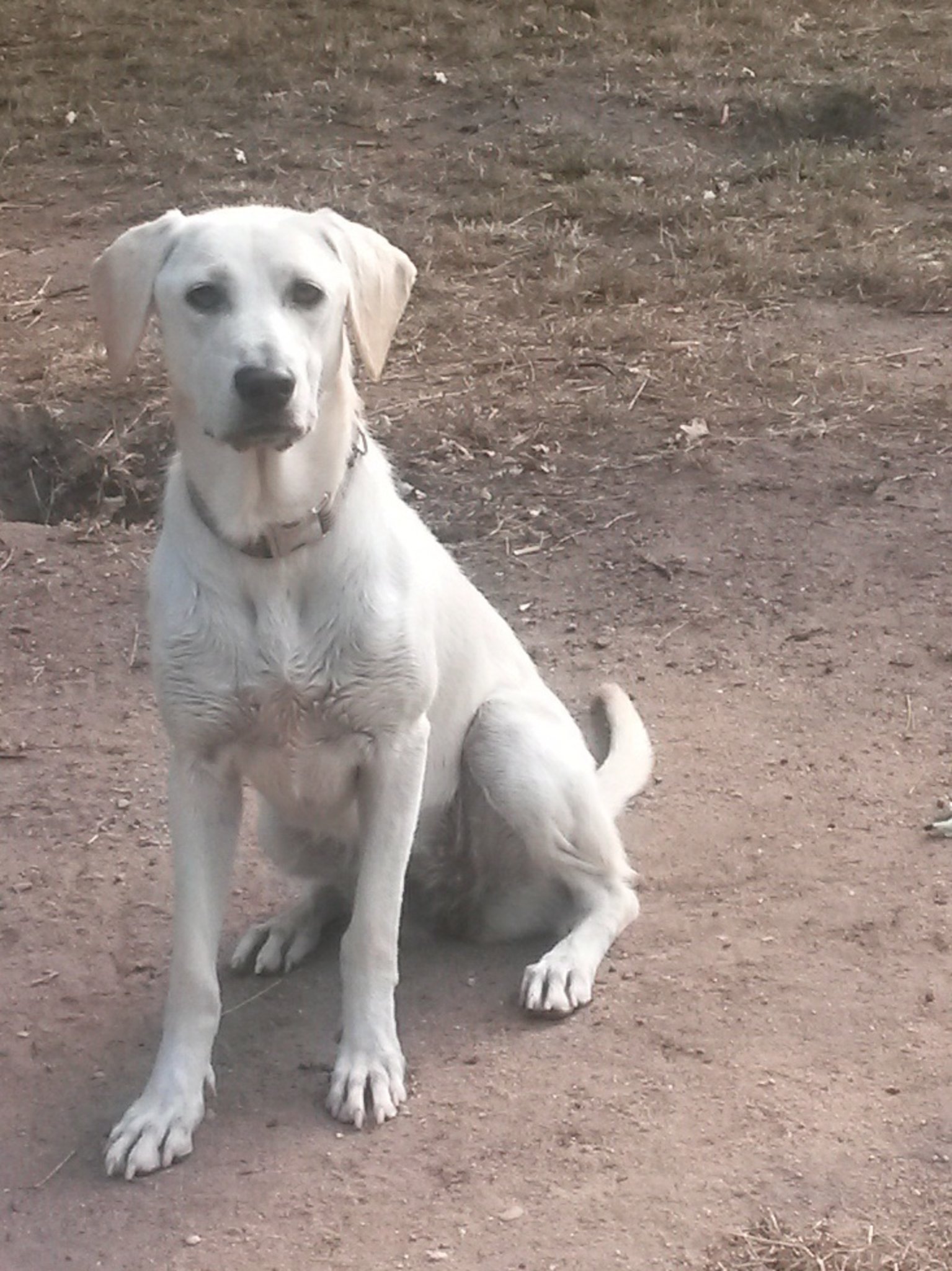 Zwei Liebe Hunde Suchen Ein Zuhause Nurnberg