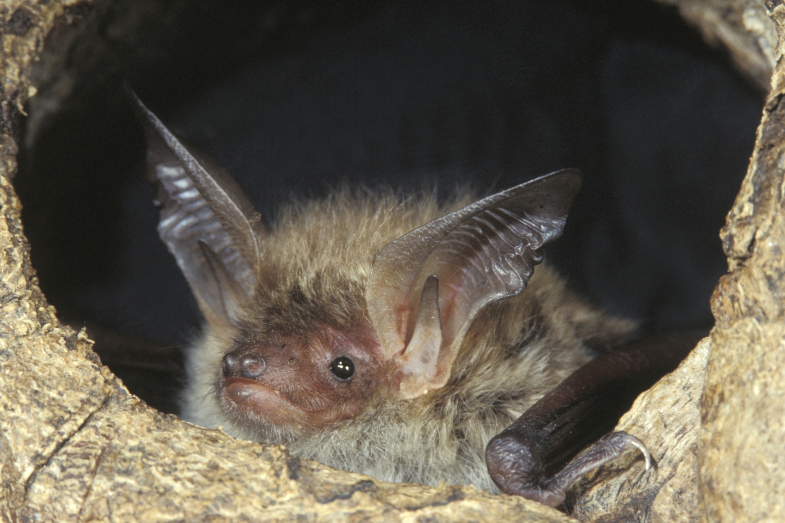 Bechsteinfledermaus. Der LBV bietet bei der Europäischen Fledermausnacht Gelegenheit, die faszinierenden Fledermausarten besser kennen zu lernen.