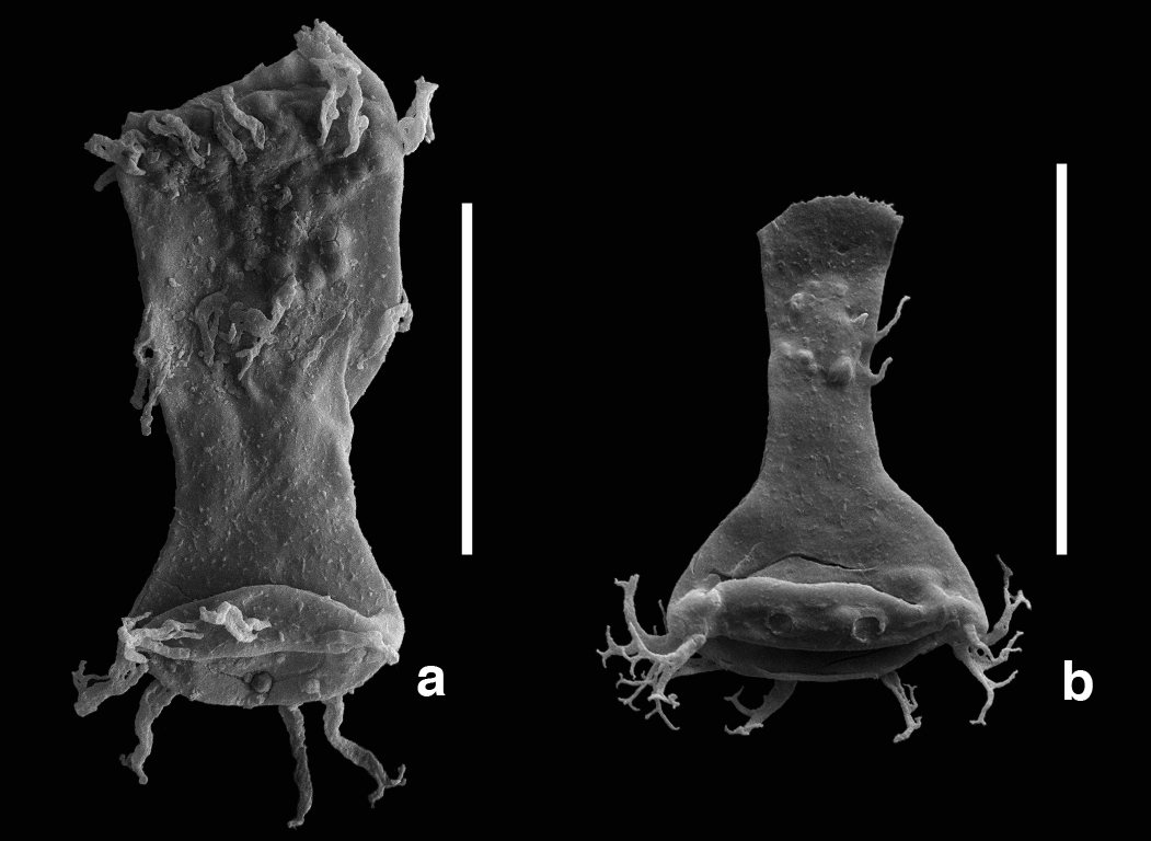 Mikrofossilien wie die circa 420 Millionen Jahre alten Chitinozoen haben aufgrund von Schwermetall-Vergiftungen Fehlbildungen entwickelt. Abb. b zeigt eine gesunde, normale Chitinozoe, für die ein kolben- oder flaschenartiger Hals charakteristisch ist. Der breit auseinander gewucherte „Flaschenhals“ (Abb. a) weist hingegen auf eine Fehlbildung hin.