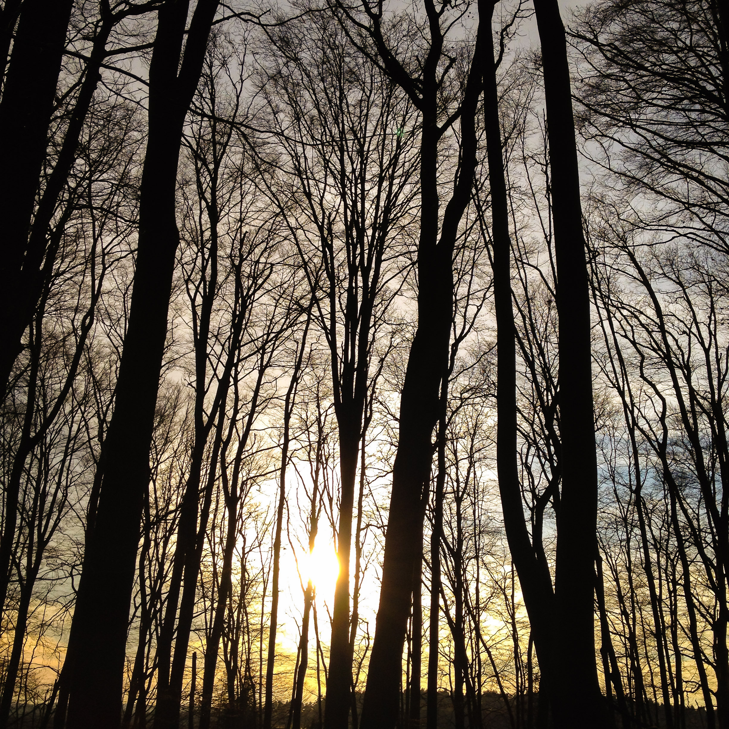 Buchenmischwald in der Fränkischen Schweiz im Frühjahr 2015.