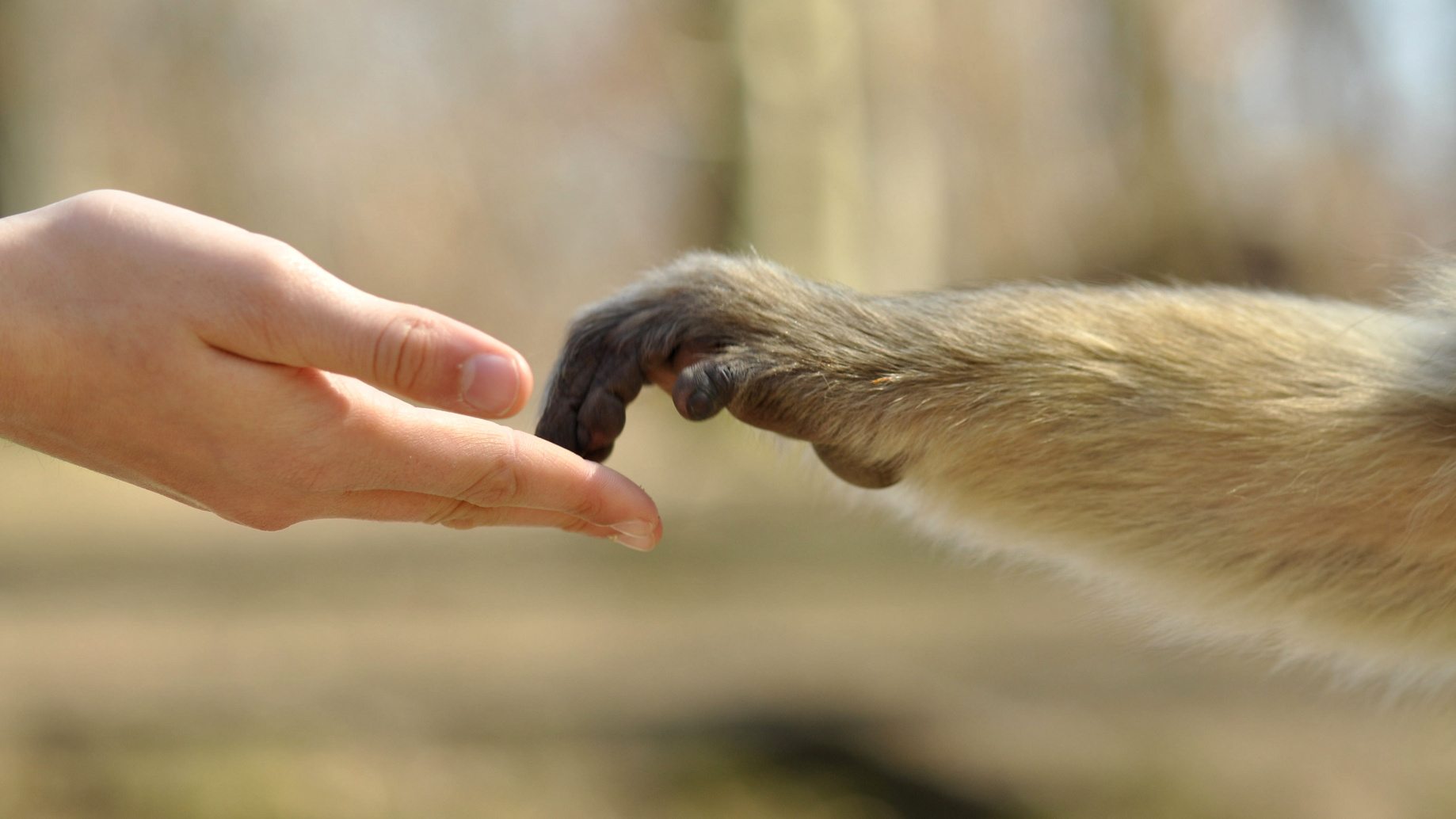Viele Menschen fragen sich, wann es endlich eine Alternative für die grausamen Tierversuche gibt. Ärzte gegen Tierversuche plädieren für den ,,Biochip".