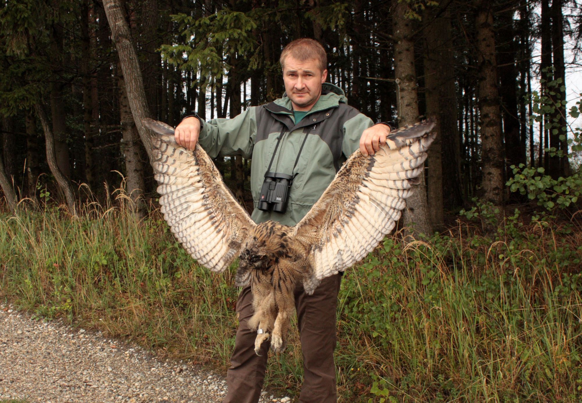 Unglaublich: Der Uhu-Jungvogel wurde untersucht. Das streng geschützte Tier wurde mit Schrot abgeschossen.